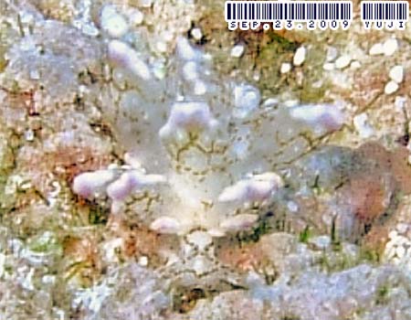 �n�i�r���E�~�E�V Cyerce sp.