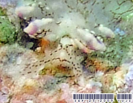 �n�i�r���E�~�E�V Cyerce sp.