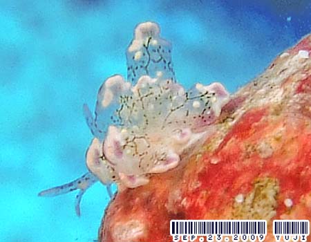 �n�i�r���E�~�E�V Cyerce sp.