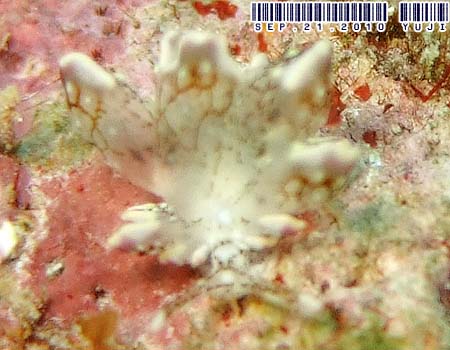 �n�i�r���E�~�E�V Cyerce sp.