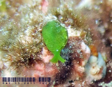 KC Julia exquisita