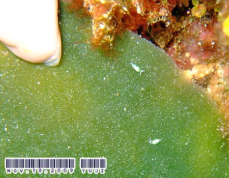 �l�I�����E�~�E�V Costasiella iridophora