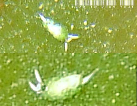 �l�I�����E�~�E�V Costasiella iridophora