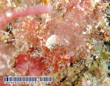 �l�I�����E�~�E�V Costasiella iridophora