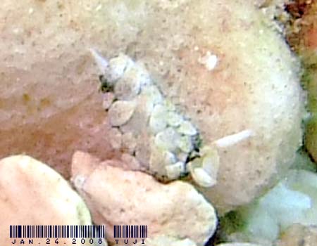 �l�I�����E�~�E�V Costasiella iridophora