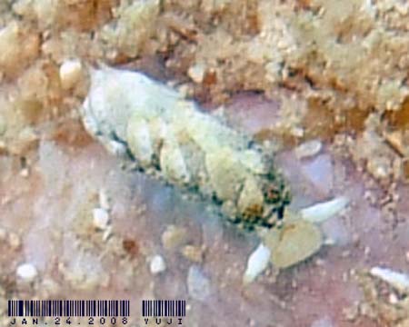 �l�I�����E�~�E�V Costasiella iridophora