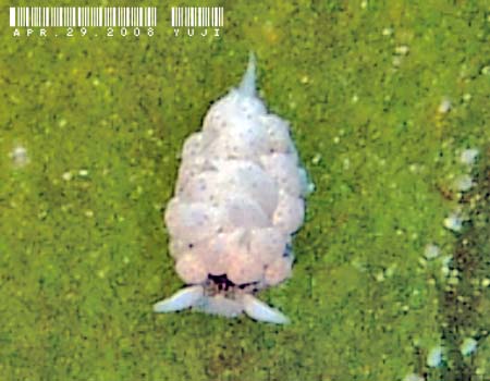 �l�I�����E�~�E�V Costasiella iridophora