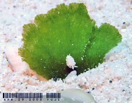 �l�I�����E�~�E�V Costasiella iridophora