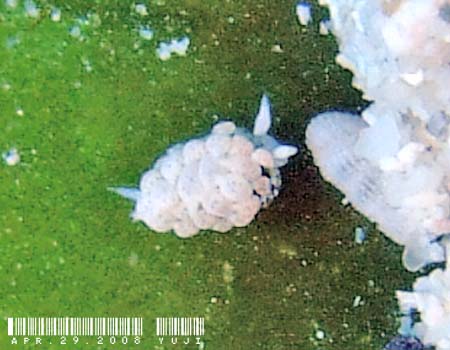 �l�I�����E�~�E�V Costasiella iridophora