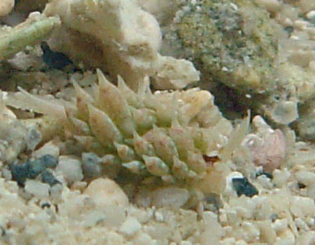 �e���O���E�~�E�V Costasiella kuroshima