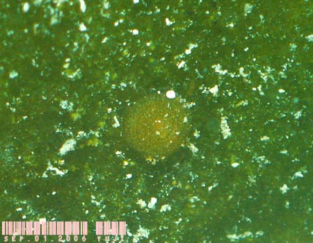 �e���O���E�~�E�V Costasiella kuroshima