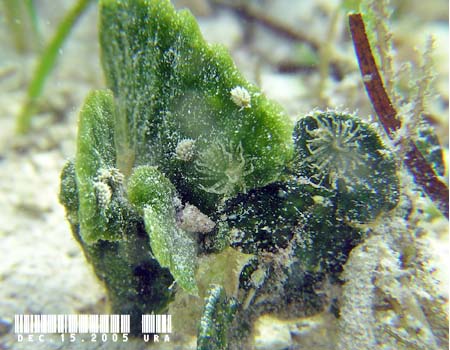 �e���O���E�~�E�V Costasiella kuroshima