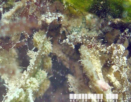 �e���O���E�~�E�V Costasiella kuroshima