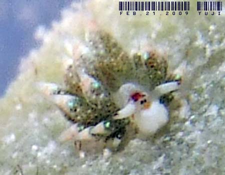 �e���O���E�~�E�V Costasiella kuroshima