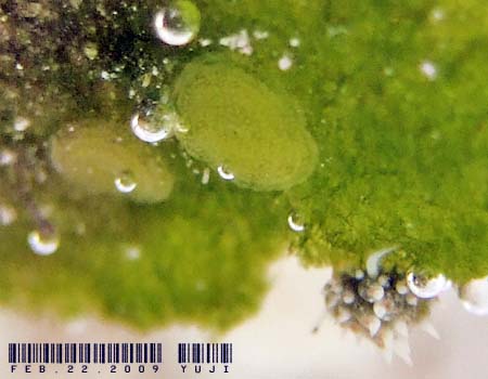 �e���O���E�~�E�V Costasiella kuroshima