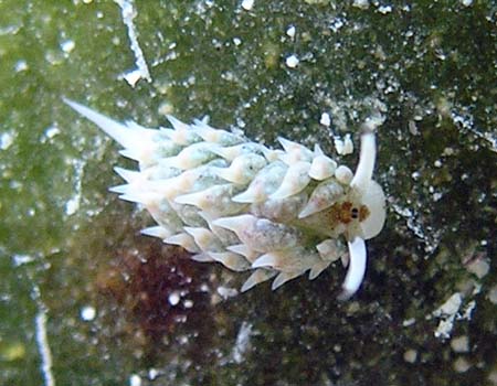 �e���O���E�~�E�V Costasiella kuroshima