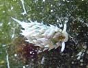 �e���O���E�~�E�V Costasiella kuroshimae
