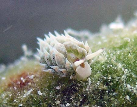 �e���O���E�~�E�V Costasiella kuroshima