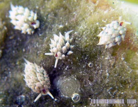 �e���O���E�~�E�V Costasiella kuroshima