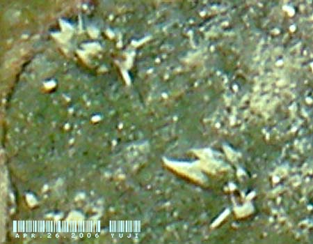 �e���O���E�~�E�V Costasiella kuroshima