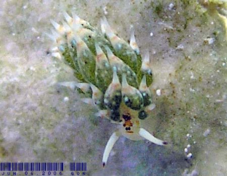 �e���O���E�~�E�V Costasiella kuroshima