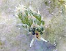 �e���O���E�~�E�V Costasiella kuroshimae