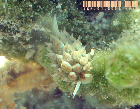 �e���O���E�~�E�V Costasiella kuroshima