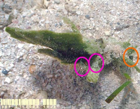 �e���O���E�~�E�V Costasiella kuroshima