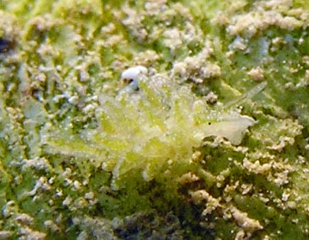 AE~EV̂P Ercolania sp. 5 (Sea Slug Forum)