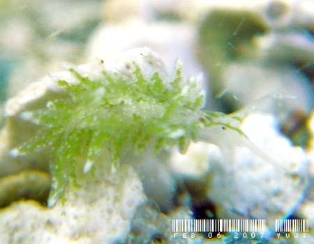 AE~EV̂P Ercolania sp. 5 (Sea Slug Forum)