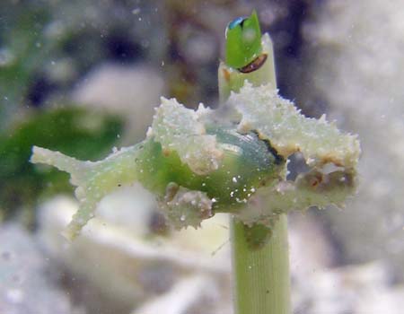 �t���\�f�~�h���K�CLobiger viridis