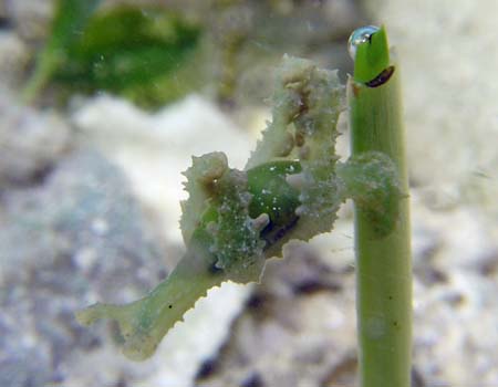 �t���\�f�~�h���K�CLobiger viridis