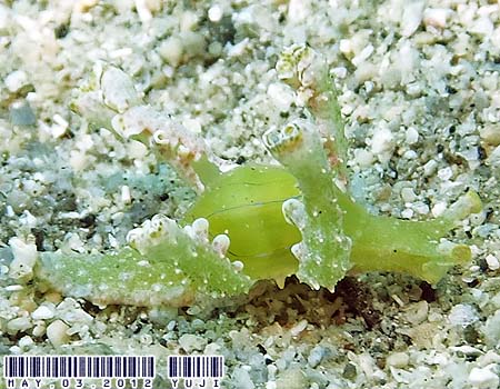 �t���\�f�~�h���K�CLobiger viridis