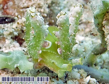 �t���\�f�~�h���K�CLobiger viridis
