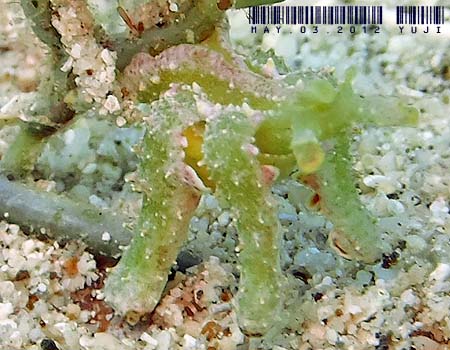 �t���\�f�~�h���K�CLobiger viridis