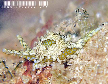 �i�M�T�m�c�����̂P�� Oxynoe sp.