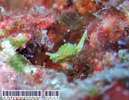 �i�M�T�m�c�����̂P�� Oxynoe sp.