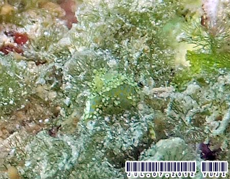 �i�M�T�m�c�����̂P�� Oxynoe sp.