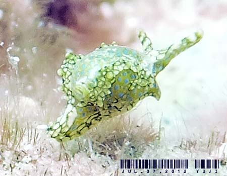 �i�M�T�m�c�����̂P�� Oxynoe sp.