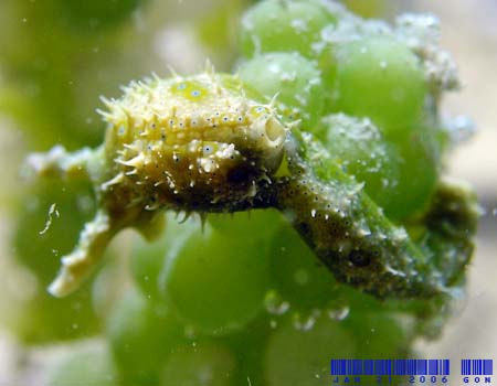 �i�M�T�m�c�� Oxynoe viridis