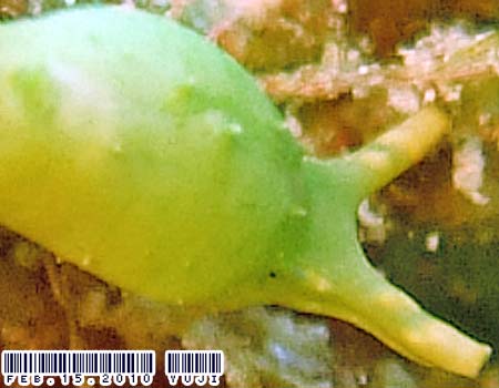 �i�M�T�m�c�� Oxynoe viridis