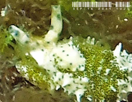 �i�M�T�m�c�� Oxynoe viridis