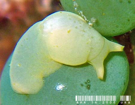 �i�M�T�m�c�� Oxynoe viridis