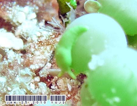 �i�M�T�m�c�� Oxynoe viridis