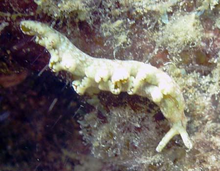 �G���V�A�E�x�l�b�g�A�GElysia bennettae (Thompson, 1973)