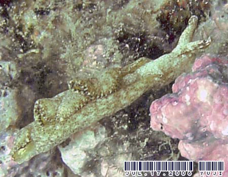 �G���V�A�E�x�l�b�g�A�GElysia bennettae (Thompson, 1973)