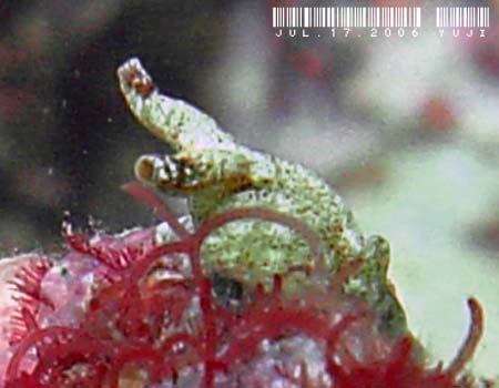 �G���V�A�E�x�l�b�g�A�GElysia bennettae (Thompson, 1973)