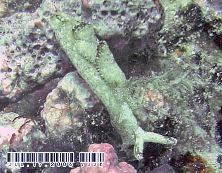 �G���V�A�E�x�l�b�g�A�GElysia bennettae (Thompson, 1973)