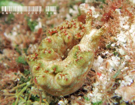 �G���V�A�E�x�l�b�g�A�GElysia bennettae (Thompson, 1973)