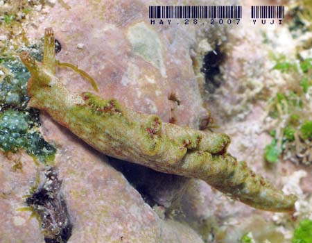 �G���V�A�E�x�l�b�g�A�GElysia bennettae (Thompson, 1973)